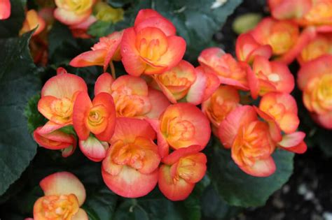 Begonia: Best Varieties, Planting Guide, Care, Problems and Harvest