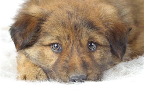 Gollie Dog Breed Health, Temperament, Training, Feeding and Puppies - PetGuide | Dogs, Mutt ...