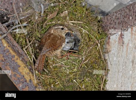 Winter wren nest hi-res stock photography and images - Alamy