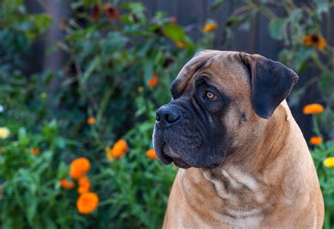 Boerboel: Dog Breed Characteristics & Care