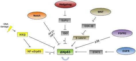 Frontiers | Pathway Regulation of p63, a Director of Epithelial Cell Fate | Endocrinology