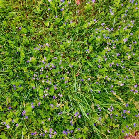 Purple flower grass! | Purple flowers, Grass, Flowers