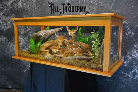 Whitetail Deer Fawns Taxidermy for sale SKU 1153 - All Taxidermy