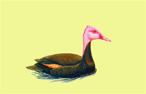 Pink-headed Duck: Is It Still Alive?