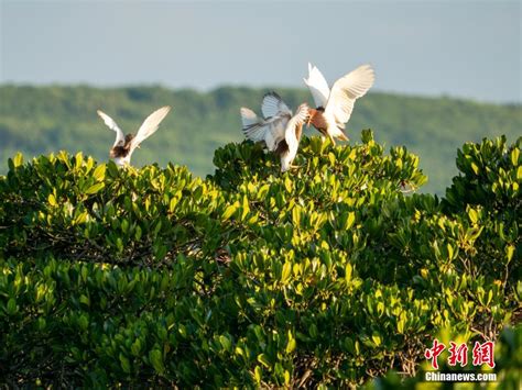 Burung Kuntul Terbang Bebas di Hutan Paya Bakau