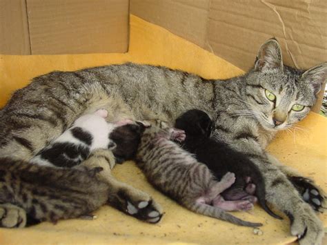 Mother | Mother cat feeding kittens. | Vladimer Shioshvili | Flickr