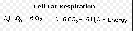 AP Biology Blog - Mark Ingram P.7: October 2015