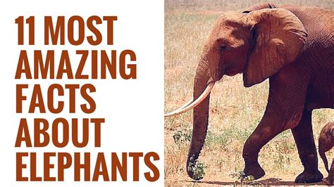 12 Memorable Facts About Elephants For World Elephant Day