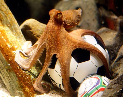 There Goes the Greatest World Cup-Predicting Octopus Who Ever Lived | WIRED