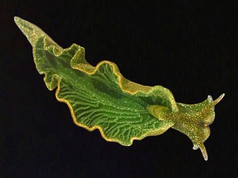 A solar-powered sea slug? | Microbiology