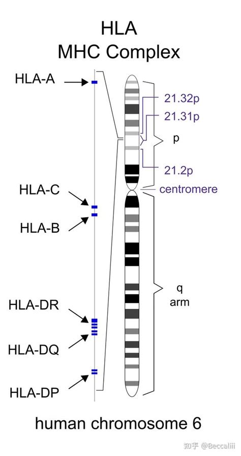 免疫系统之 HLA 与MHC - 知乎