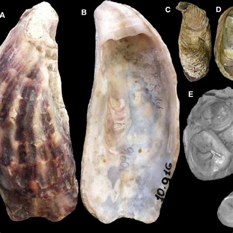 Crassostrea gigas shell and anatomy: (A) external view, right valve;... | Download Scientific ...