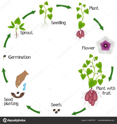 Life Cycle Of Sweet Potato Weevil