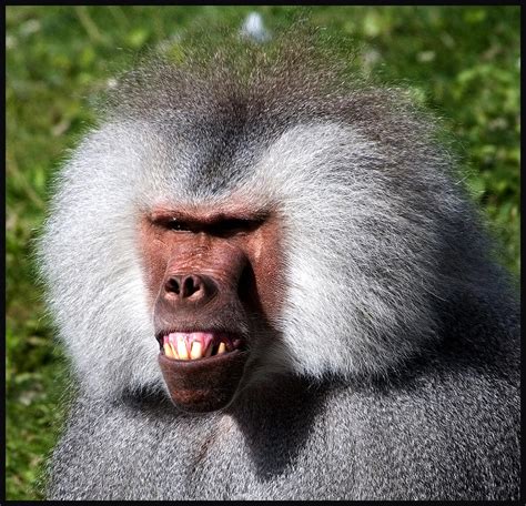 Expressions of a baboon (or why I have arranged to visit m… | Flickr