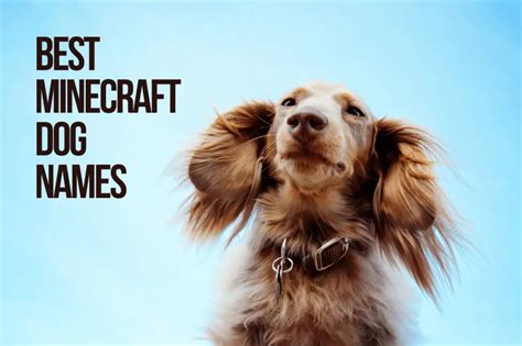 Minecraft Dog Names 134+ Best & Cute & Top Dog Names - PetShoper