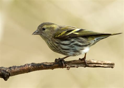 female siskin | another of yesterdays shots ,yet another var… | Flickr