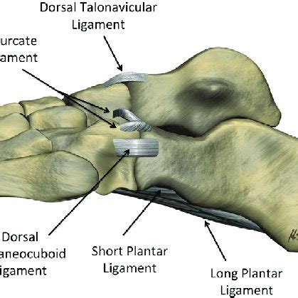 Illustration of the normal anatomy of the spring ligament complex. From... | Download Scientific ...