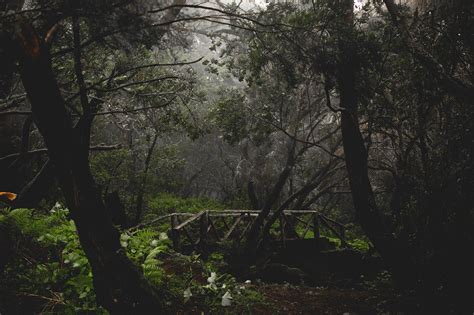 Foggy forest, trees and animals on Behance