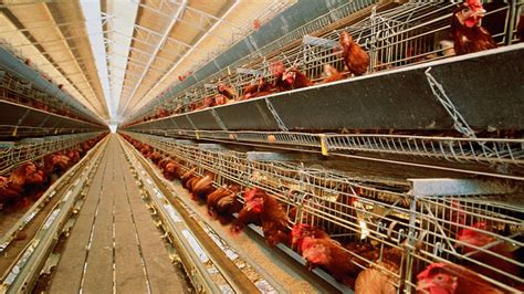 Activists Call for End to 'Cruel' Battery Cages for Chickens - ABC News