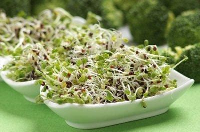 Growing Broccoli Sprouts