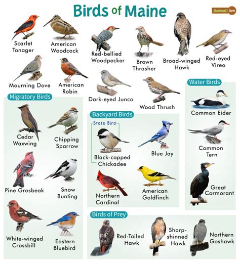 Maine is home to 19 different species of birds of prey – Nature Blog ...