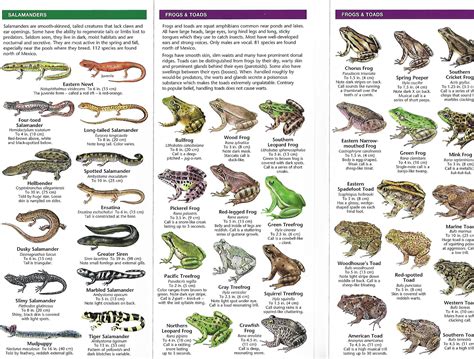 Waterford Press Pocket Naturalist Guide - Reptiles and Amphibians