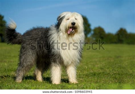 1,564 Bobtail Dog Images, Stock Photos & Vectors | Shutterstock