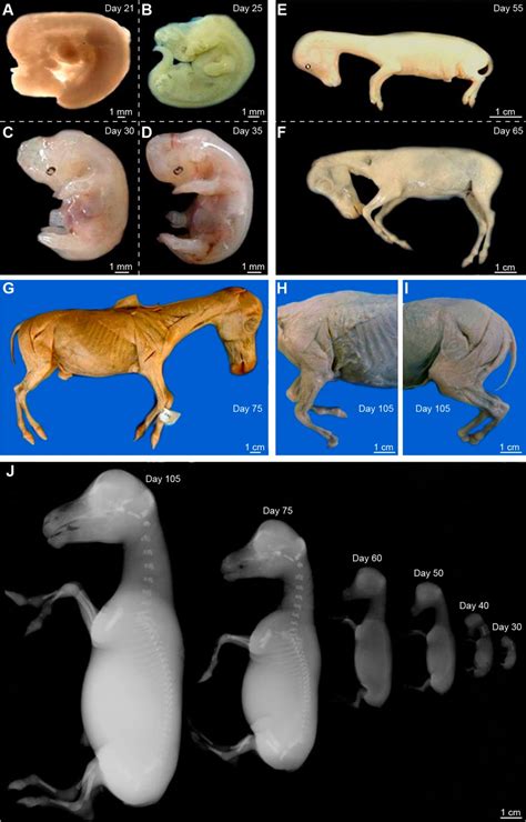 Horse Embryo