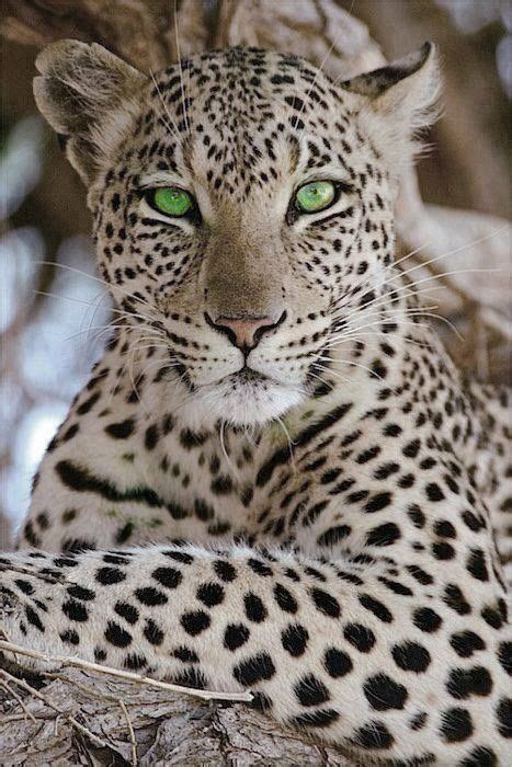 Jaguar - Amazing Eyes | Animals wild, Wild cats, Cute animals