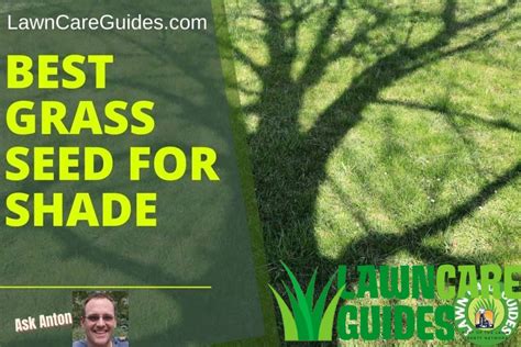 9 Best Grass Seed for Shade (Reviews and Grower Guide) - Lawn Liberty