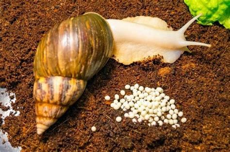 11 Merits of Snail Farming Business - Agric4profits.com