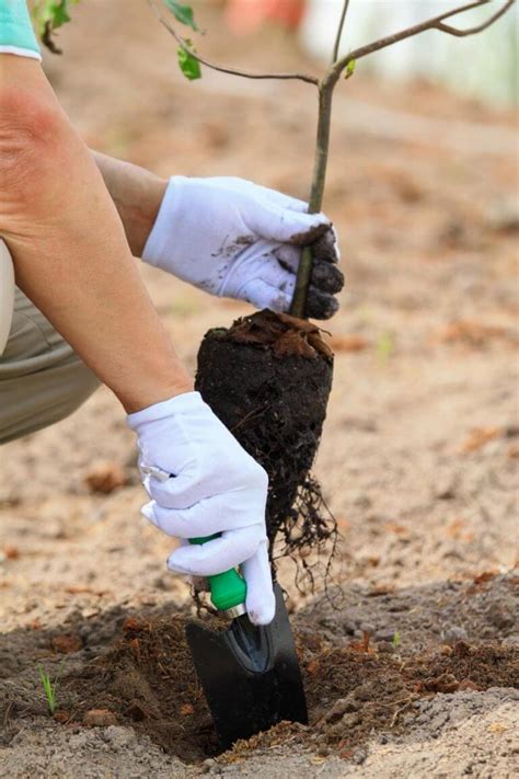 It's Bare Root Season. Simple Steps on Planting Bare Root Trees