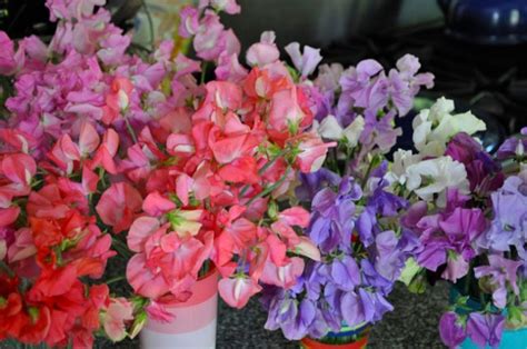 HOW TO GROW SWEET PEAS FOR CUT FLOWERS - Growing With Plants