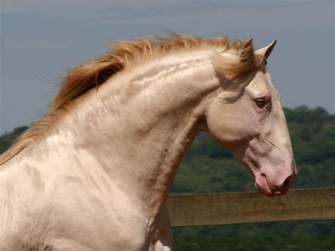 Lusitano Horse Breed Information, History, Videos, Pictures