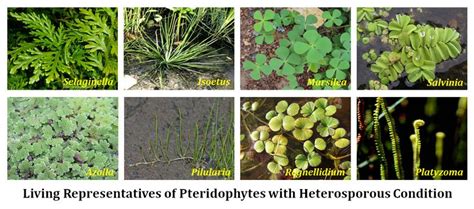 Heterospory and Seed Habit | EasyBiologyClass