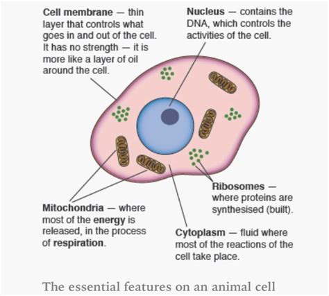 Structure Of An Animal Cell Bbc Bitesize : BBC - GCSE Bitesize: Animal and plant cells | Gcse ...