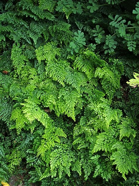 ADIANTUM VENUSTUM - Cotswold Garden Flowers