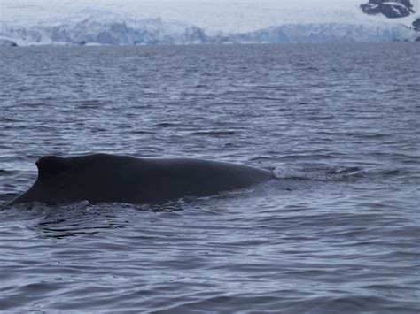 Humpback whales spend their winter in Antarctica | Earth | EarthSky