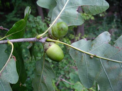 Quercus petraea (Cornish Oak, Durmast Oak, Irish Oak, Oaks, Sessile Oak ...