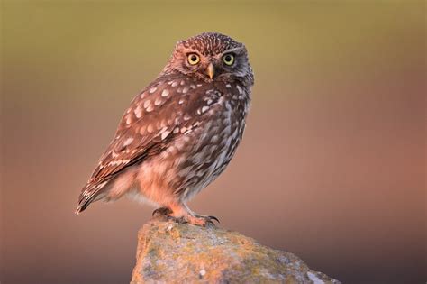 Little Owl at Sunset - Peak District Wildlife Photography