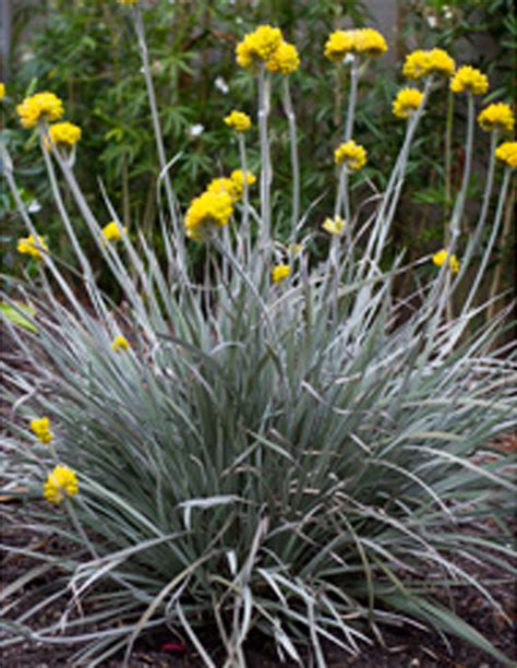 Native Grasses — Plants Plus Cumberland Forest