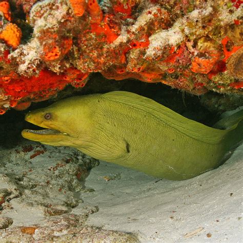 Adopt a Green Moray Eel - St. Augustine Aquarium