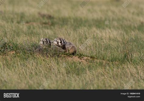 American Badger Cubs Image & Photo (Free Trial) | Bigstock