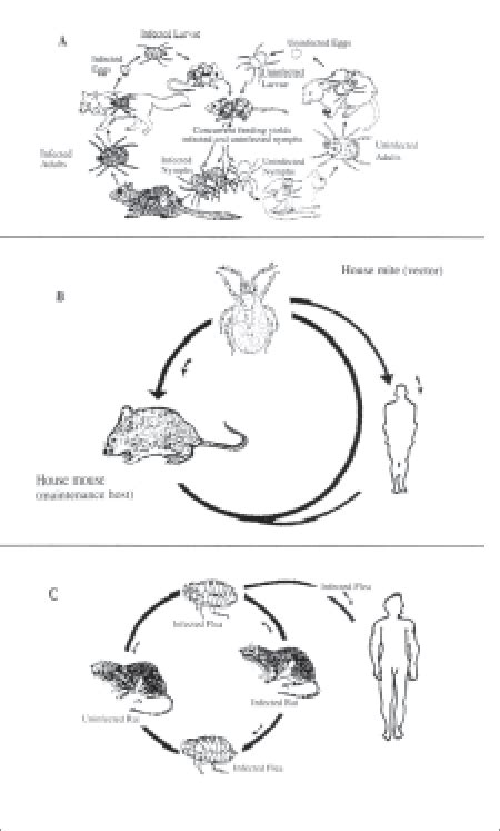 Figure. Composite diagram of the life cycle of Rocky Mountain spotted ...