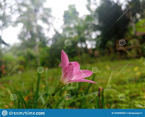 Flower in Rain for Wallpaper Stock Photo - Image of nature, lawn: 269898556