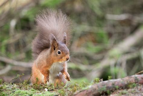 2023 Calendar Gallery – Yorkshire Wildlife