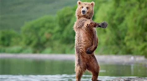 16 Animals With Better Dance Moves Than You