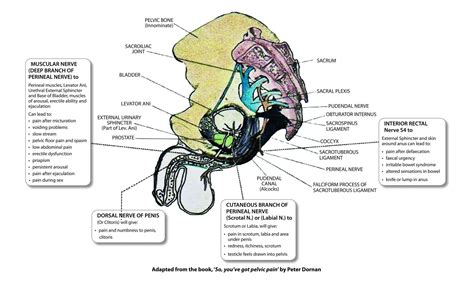 Pudendal Nerve Area