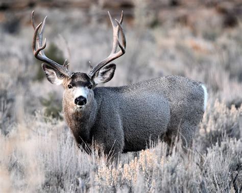 Colorado Public Land Deer Preview - Game & Fish