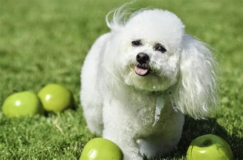 If You Ignore The Bichon Frise Temperament, You'll Hate Yourself Later